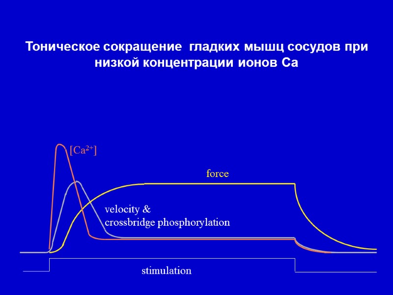 stimulation force [Ca2+] velocity & crossbridge phosphorylation Тоническое сокращение  гладких мышц сосудов при